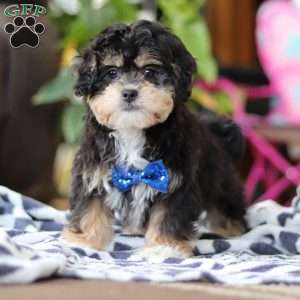 Snickers, Shih-Poo Puppy